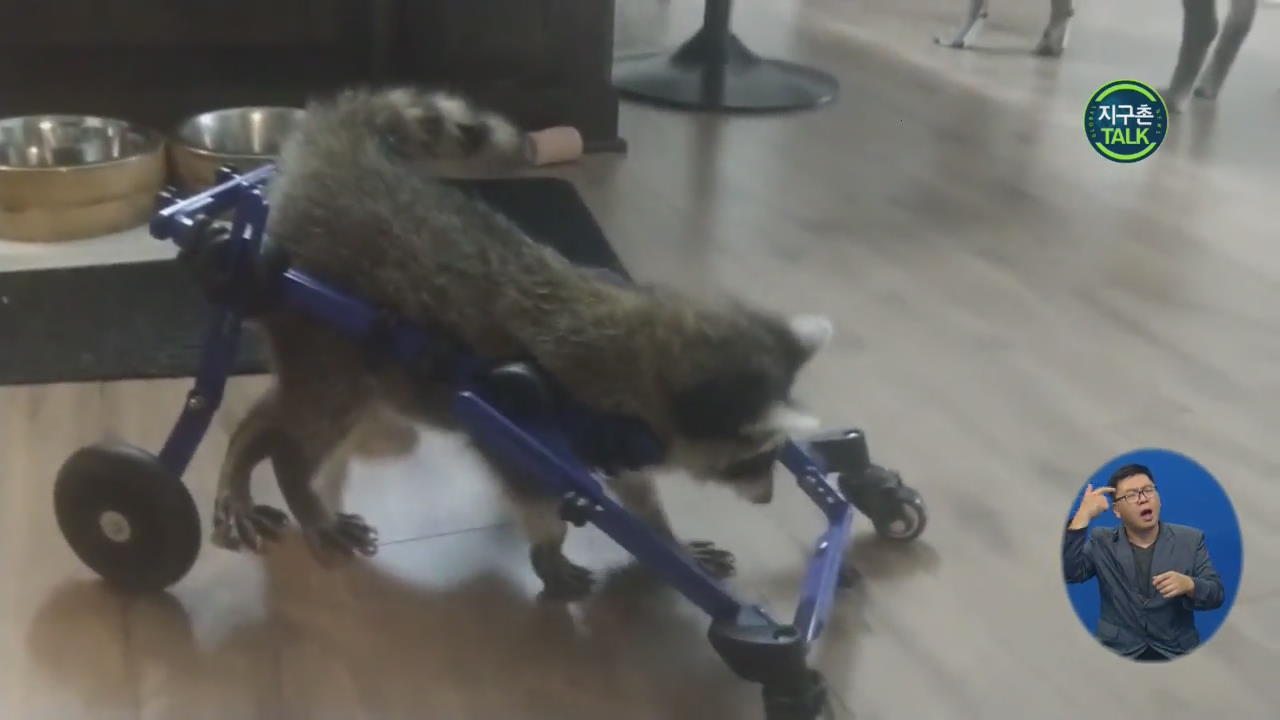 [지구촌 Talk] 너구리를 위한 ‘맞춤형 휠체어’