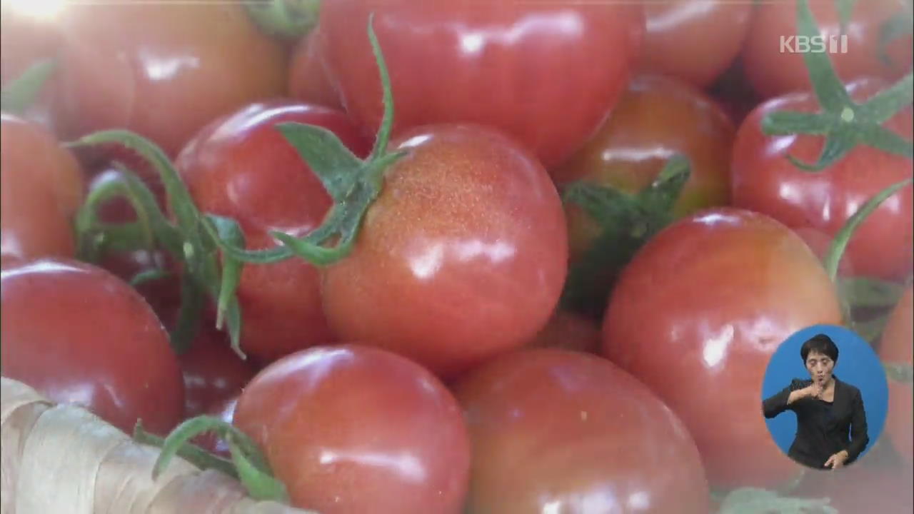 [정보충전] 모기도 쫓는다!…‘태양의 맛’ 토마토 200% 활용법