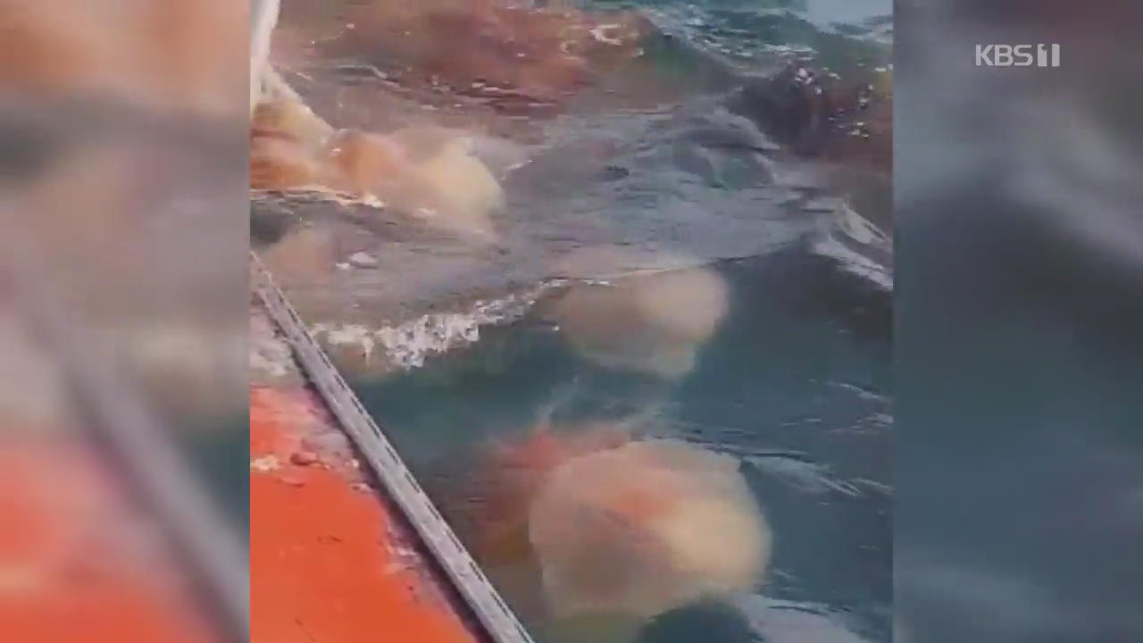 다시 나타난 독성 해파리…해수욕장 차단막 설치