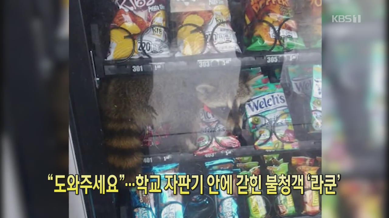 [클릭@지구촌] “도와주세요”…학교 자판기 안에 갇힌 불청객 ‘라쿤’