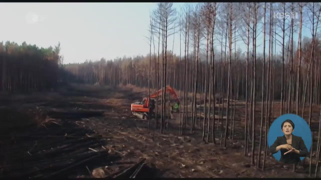 독일 산림 파괴…대책 마련 부심