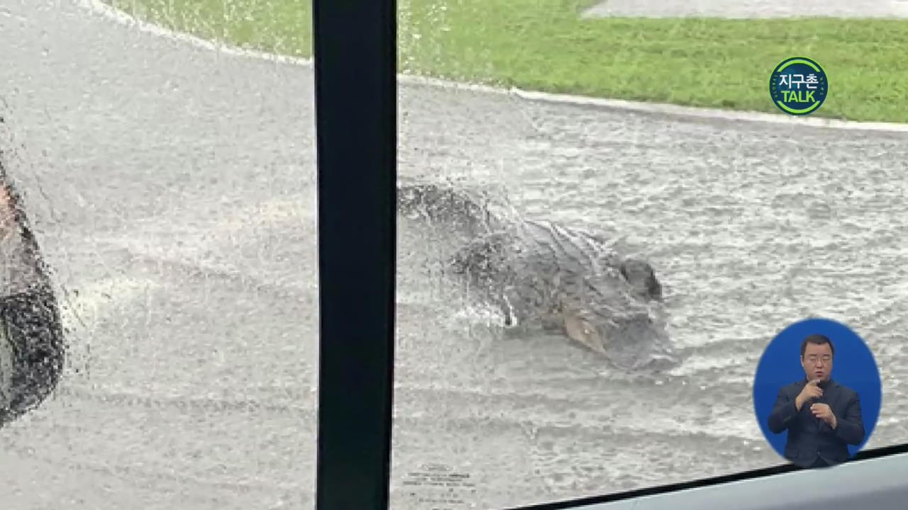 [지구촌 Talk] 폭우 속 도로에 기어나온 악어…운전자 ‘깜짝’