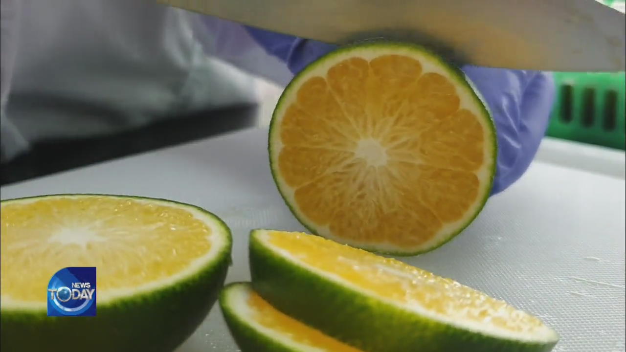 EFFECTS OF MANDARIN ORANGES