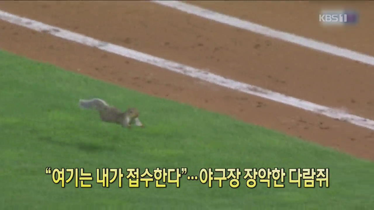 [클릭@지구촌] “여기는 내가 접수한다”…야구장 장악한 다람쥐