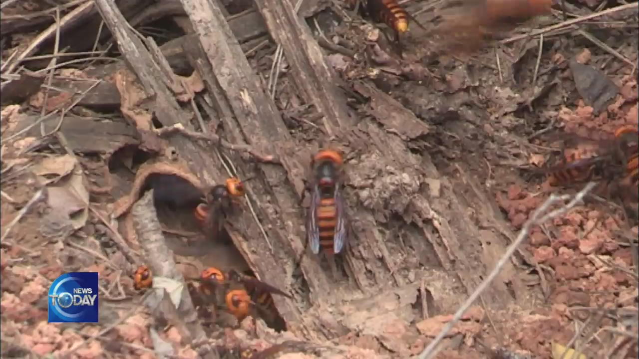 BEE STING ACCIDENTS