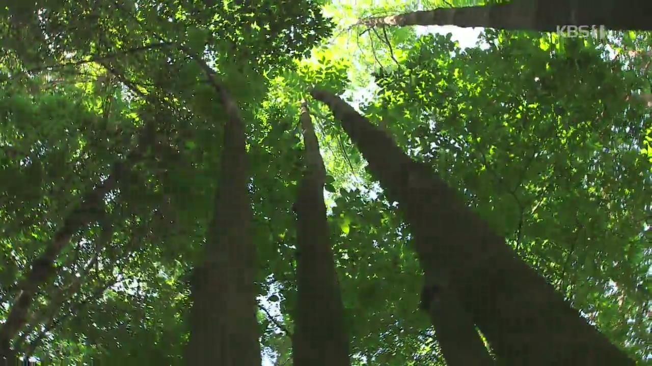 [뉴스광장 영상] 태백산 숲