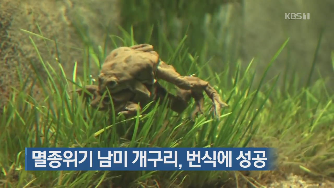 [지금 세계는] 멸종 위기 남미 개구리, 번식에 성공