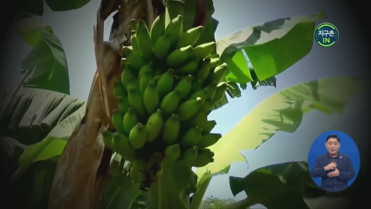 [지구촌 IN] 더이상 바나나를 먹을 수 없게 된다면?