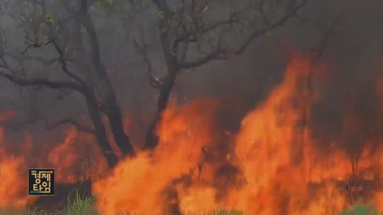 [글로벌 경제] 불타는 ‘아마존’…“경제개발” 탓?