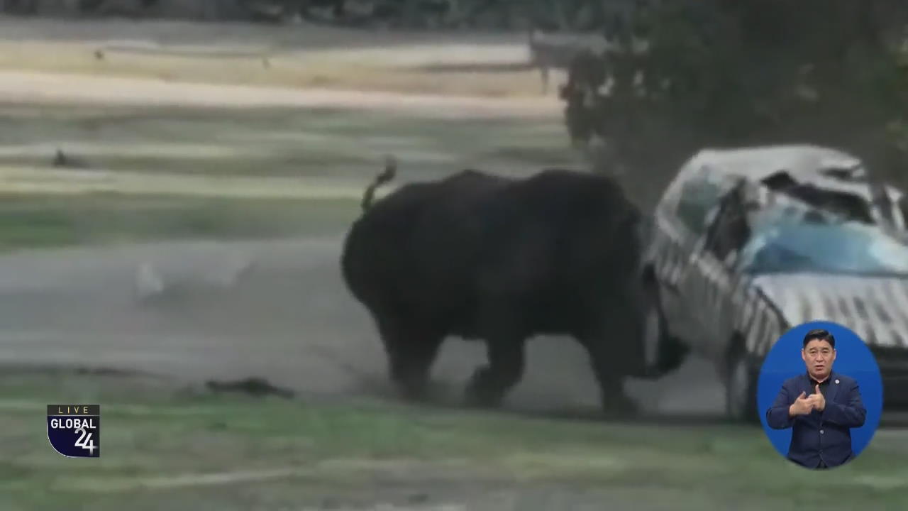 [글로벌 스토리] 코뿔소, 동물원 사파리 차량 공격