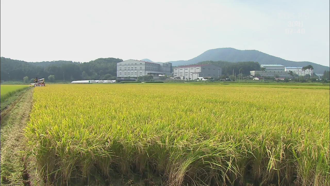 임금님표 이천쌀이 일본품종?…국산 품종 대체 시작!