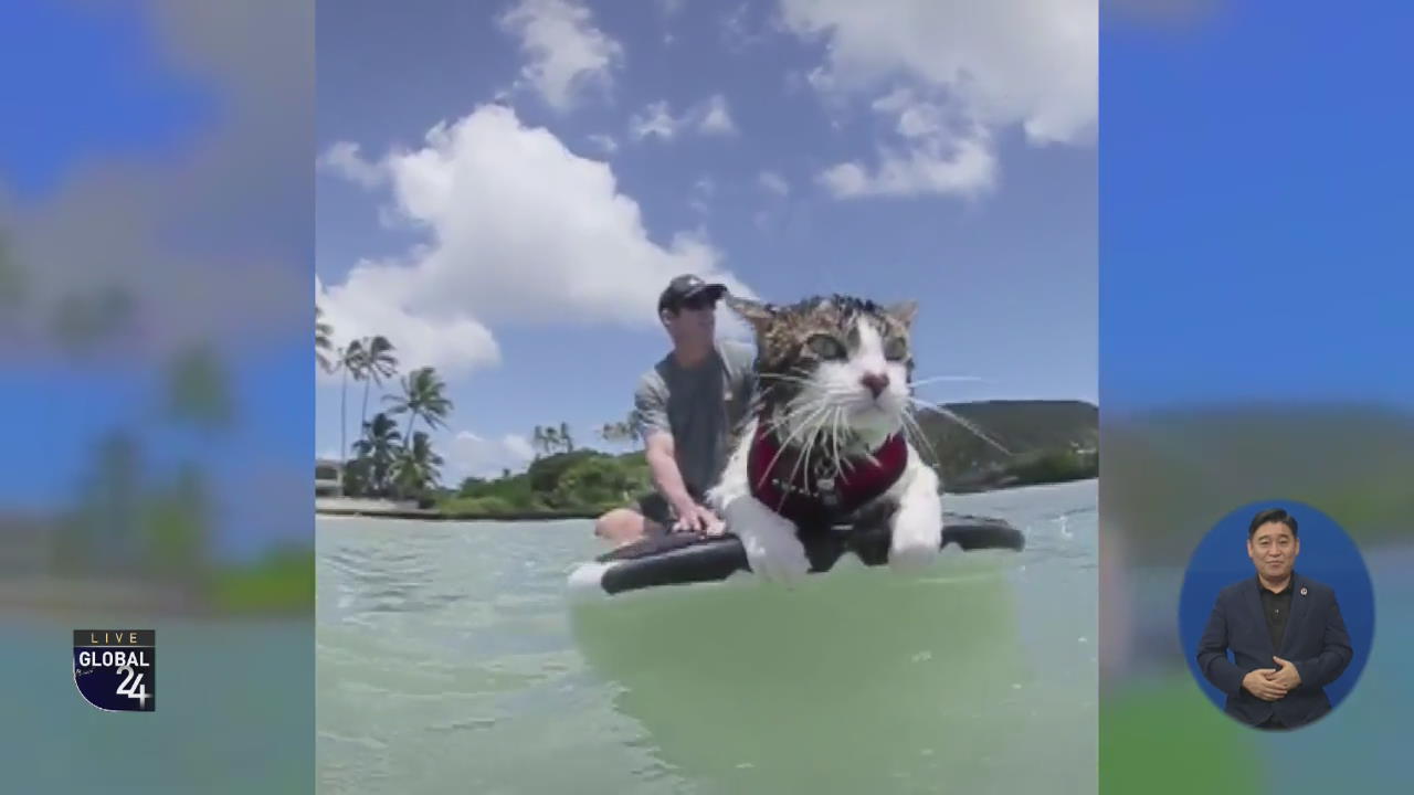 [글로벌 스토리] 파도에 몸을 맡겨! 서핑하는 고양이