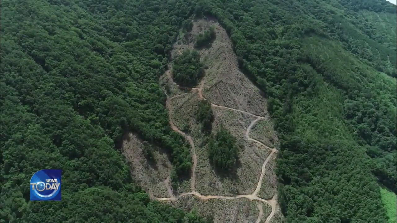 FOREST LOGGING PROJECT DISPUTE