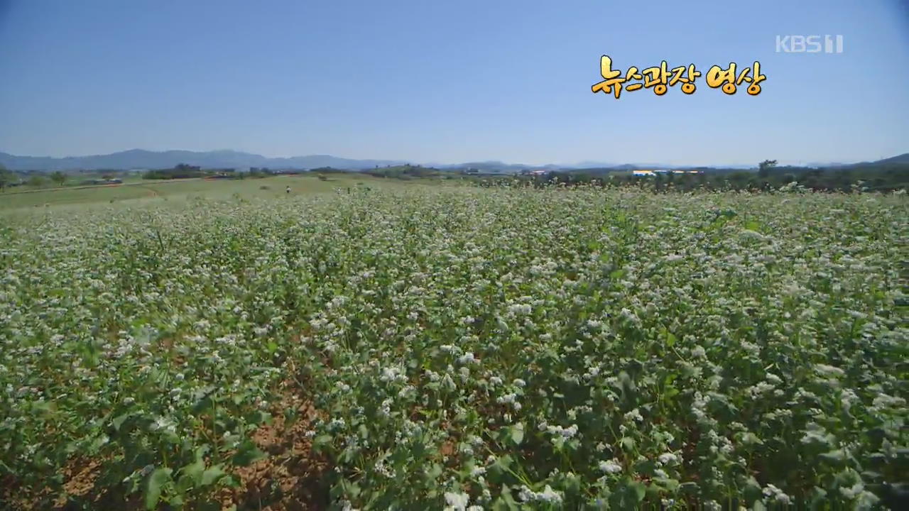 [뉴스광장 영상] 메밀꽃 흐드러진 들녘