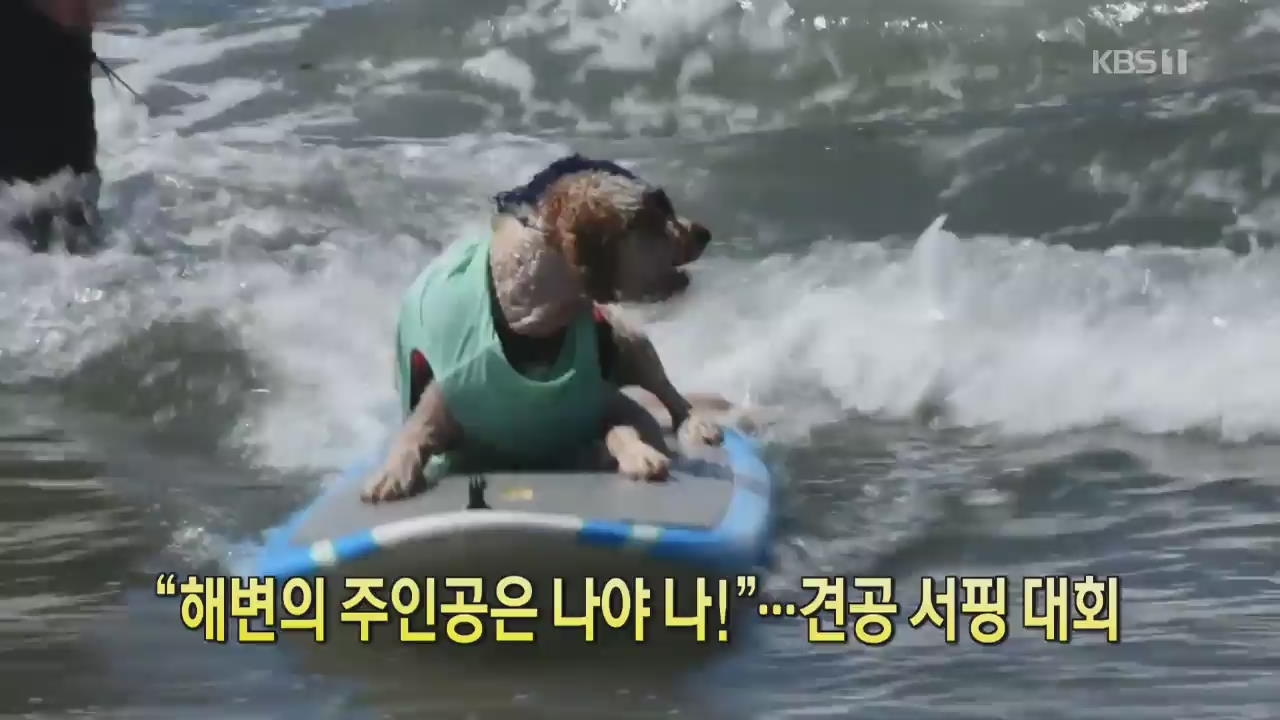 [클릭@지구촌] “해변의 주인공은 나야 나!”…견공 서핑 대회