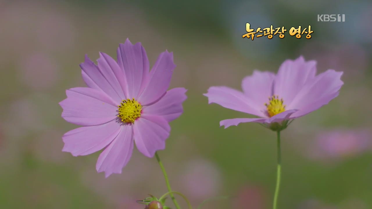 [뉴스광장 영상] 코스모스