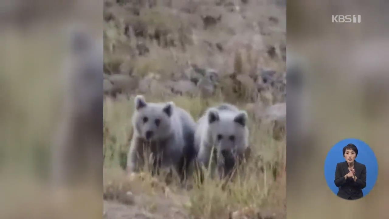 터키, 산행객 음식 받아먹는 새끼곰 한쌍