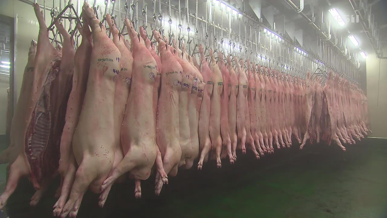 돼지고기 경매가격 30% 급등…소비자가격 영향은?