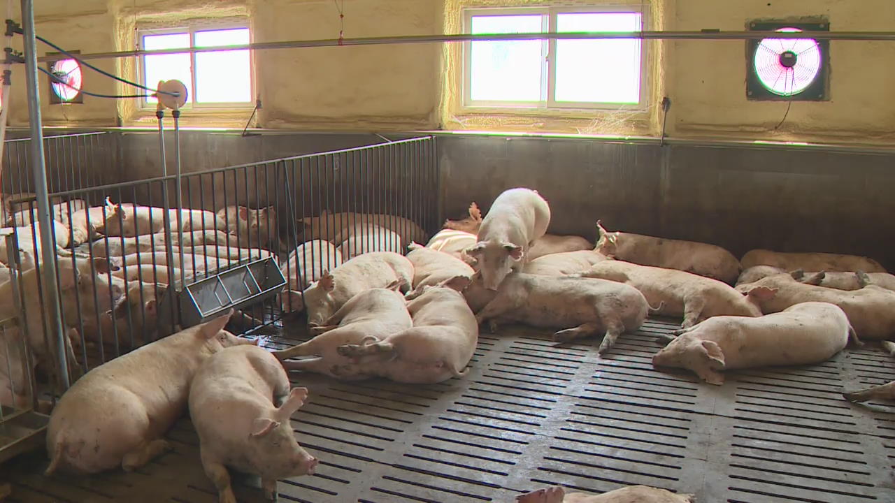 중국선 돼지고기 쟁탈전…우리나라서 재연되나