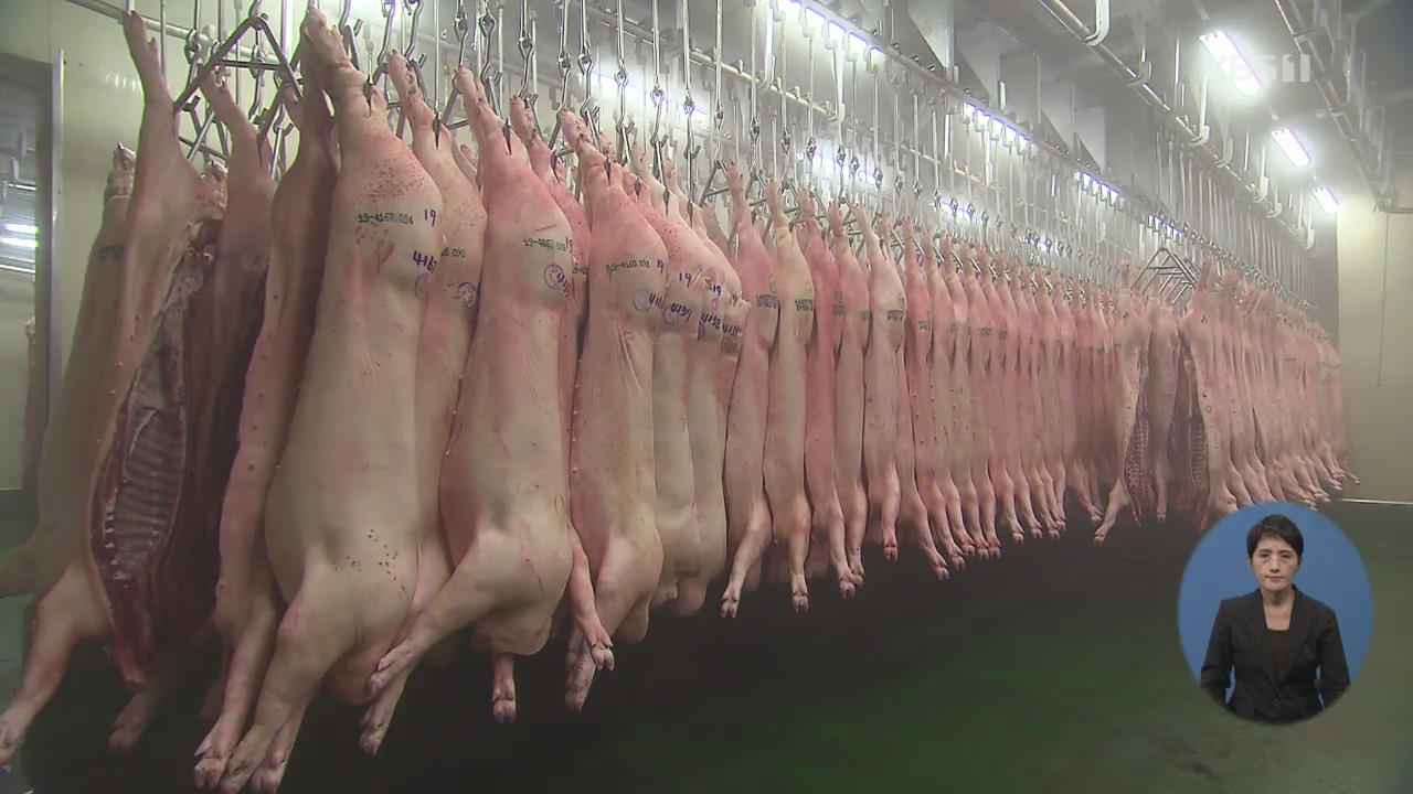 돼지고기 경매가격 30% 급등…소비자 가격 영향은?