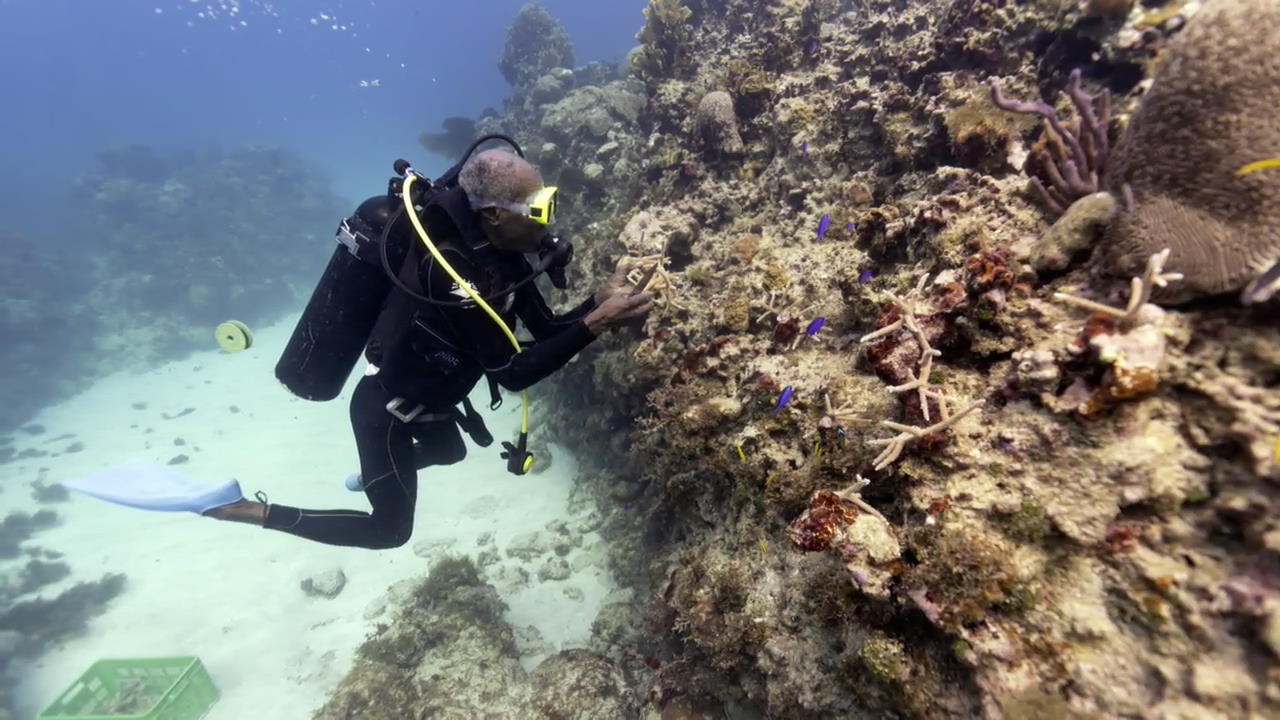 [지구촌 포토] 자메이카, 산호초 보호에 사람이 앞장서다!