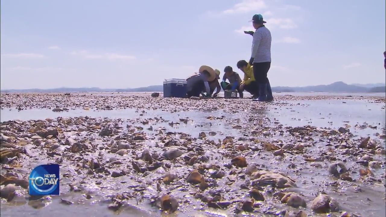 MASS DEATH OF SHORT-NECKED CLAMS