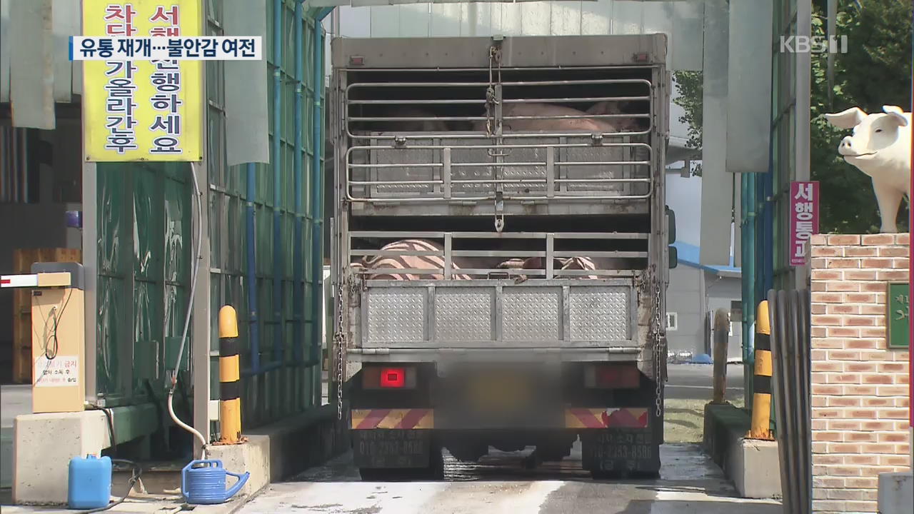 돼지 도매시장 불안감 속 경매 재개…소독 또 소독