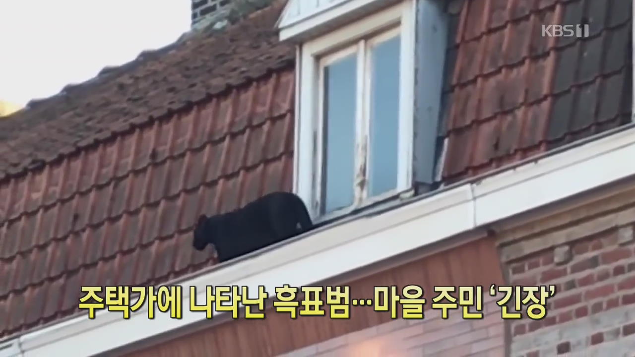 [클릭@지구촌] 주택가에 나타난 흑표범…마을 주민 ‘긴장’