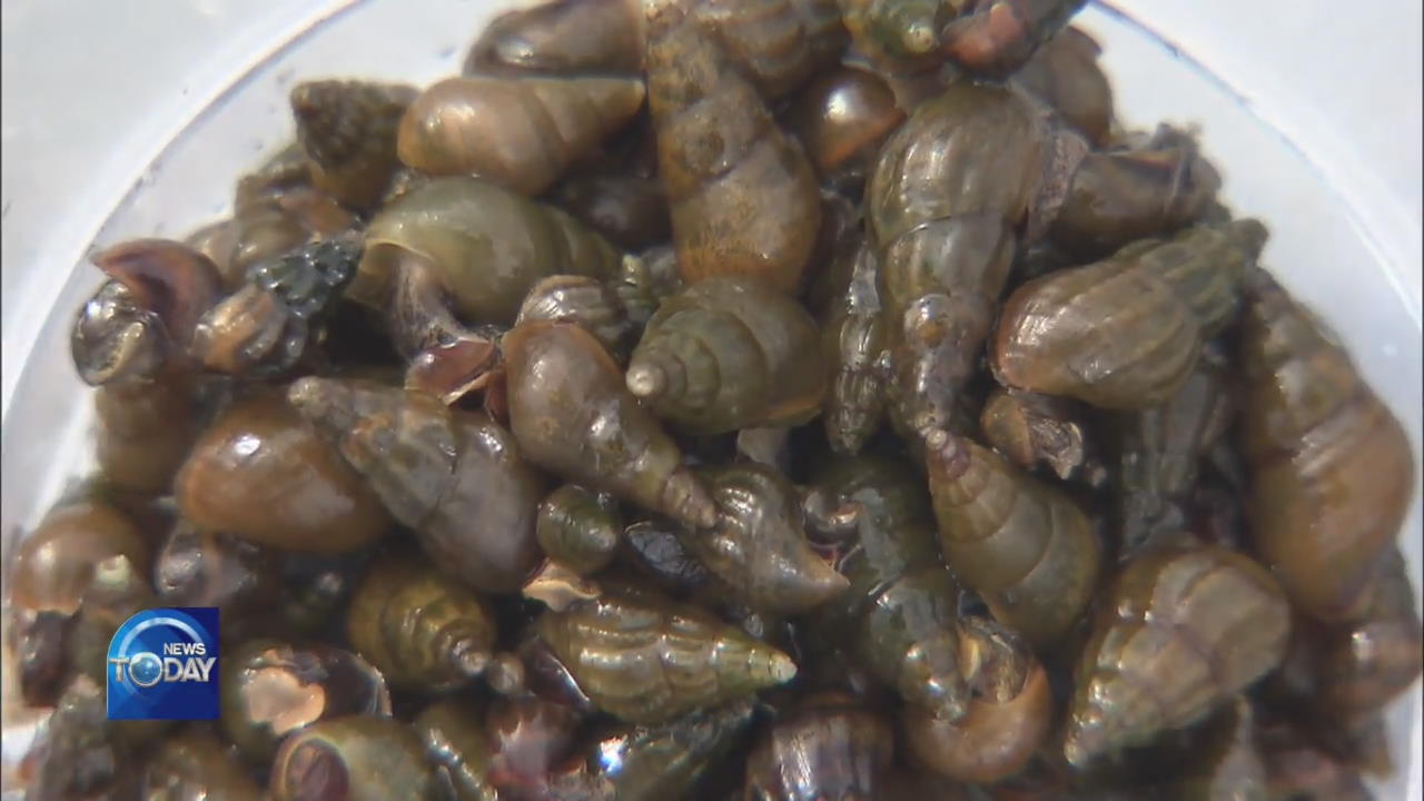 RELEASING MARSH SNAILS INTO THE WILD