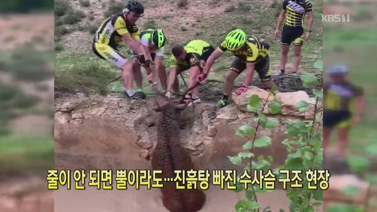 [클릭@지구촌] 줄이 안 되면 뿔이라도…진흙탕 빠진 수사슴 구조 현장