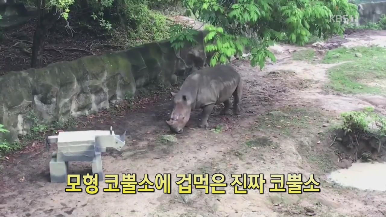 [클릭@지구촌] 모형 코뿔소에 겁먹은 진짜 코뿔소