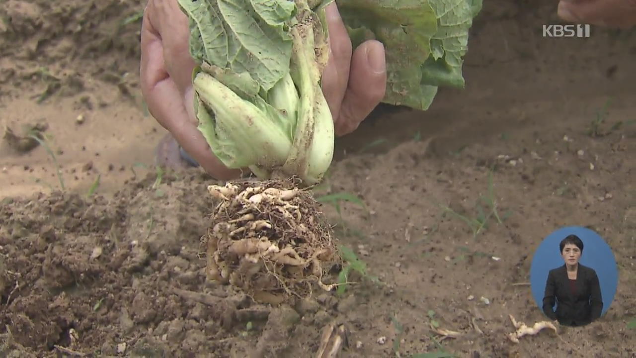 배추 ‘뿌리혹병’ 확산…김장 물가 비상