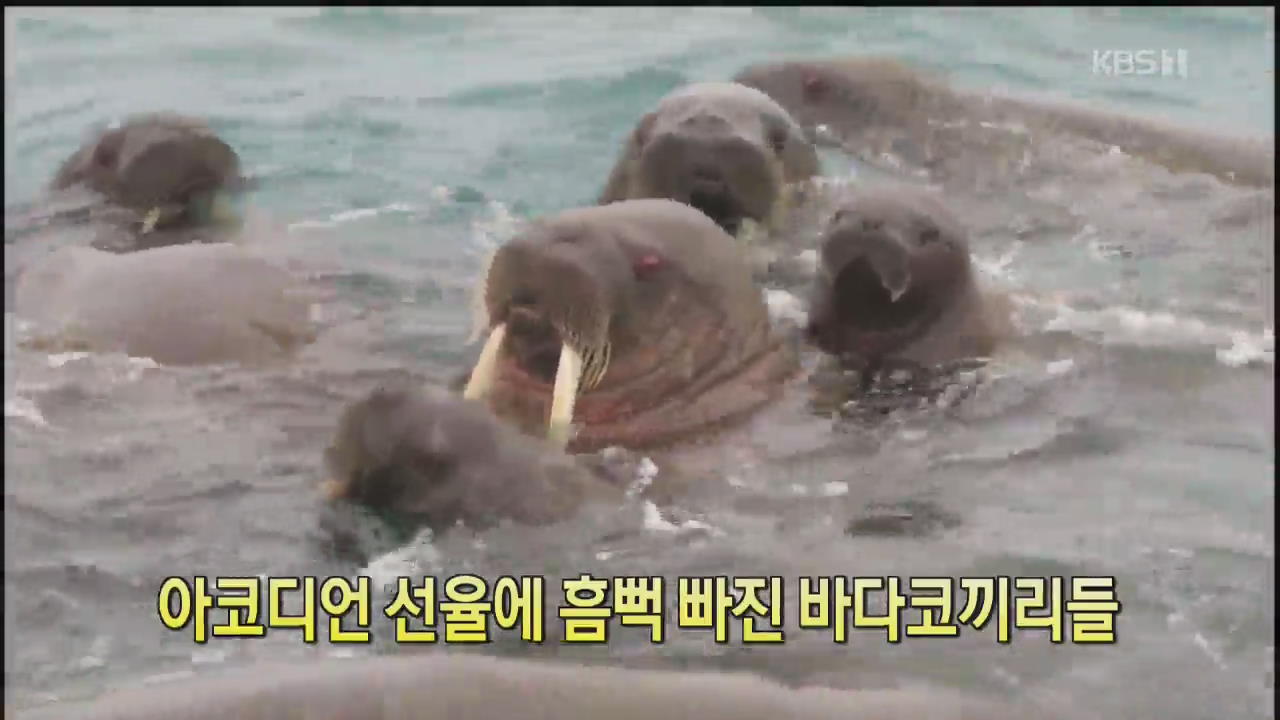 [클릭@지구촌] 아코디언 선율에 흠뻑 빠진 바다코끼리들