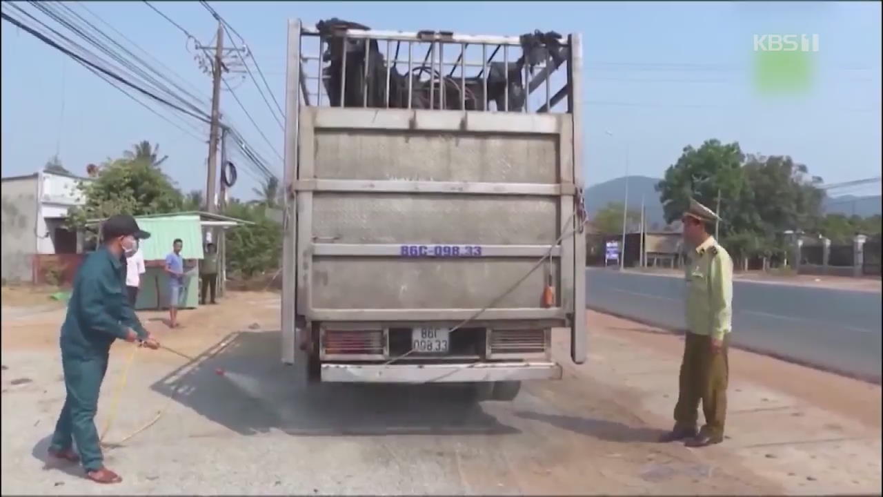 베트남 전역 아프리카돼지열병 ‘방역 비상’…5백만 마리 처분