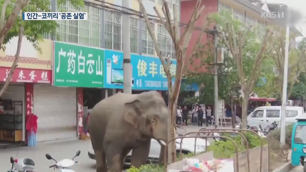 [지금 세계는] 야생 코끼리와 함께!…인간의 공존 실험