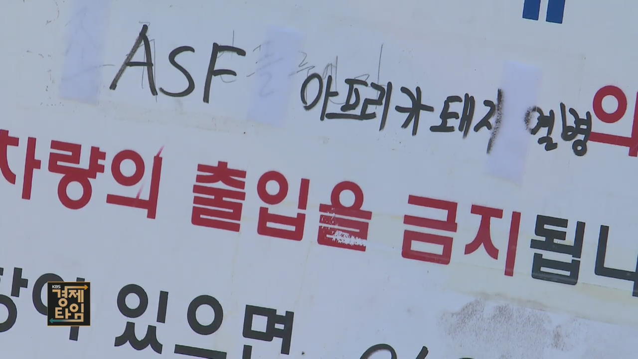 충남 홍성 ASF ‘음성’ 판정…“태풍 ‘미탁’ 대비해야”