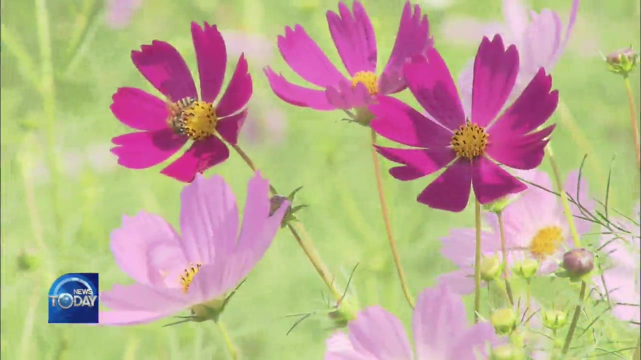 COSMOS FULL IN BLOOM