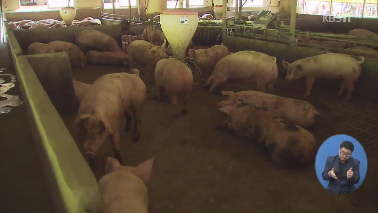 파주·김포 돼지 수매 시작…필요시 멧돼지 ‘사살’
