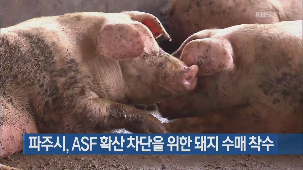 파주시, ASF 확산 차단을 위한 돼지 수매 착수