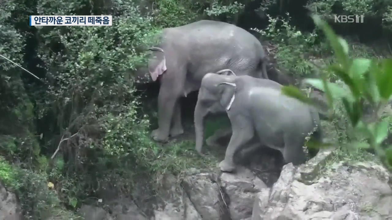 [지금 세계는] 태국 ‘지옥의 폭포’ 코끼리 6마리 떼죽음…“새끼 구하려다”