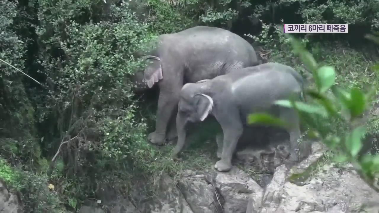 태국 ‘지옥의 폭포’ 코끼리 6마리 떼죽음…“새끼 구하려다”