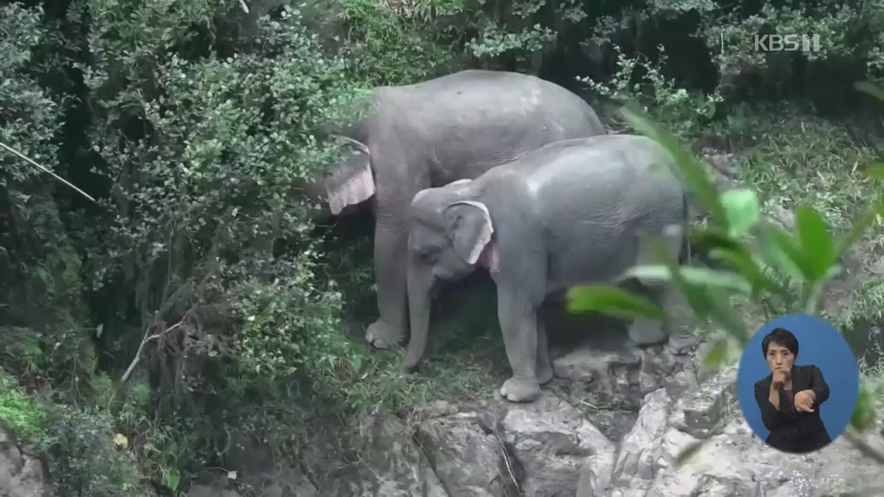 태국 ‘지옥의 폭포’ 코끼리 6마리 떼죽음…“새끼 구하려다”