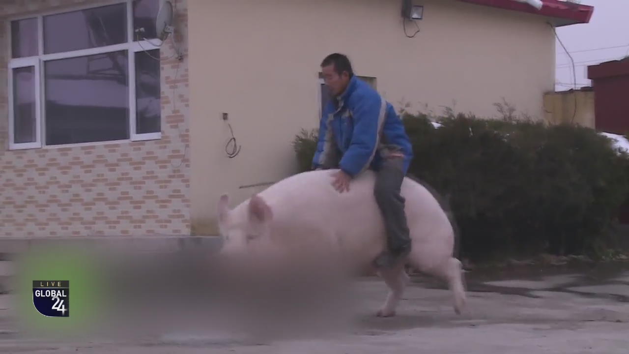 [글로벌24 스토리] ‘자이언트 돼지’ 등장한 사연은?