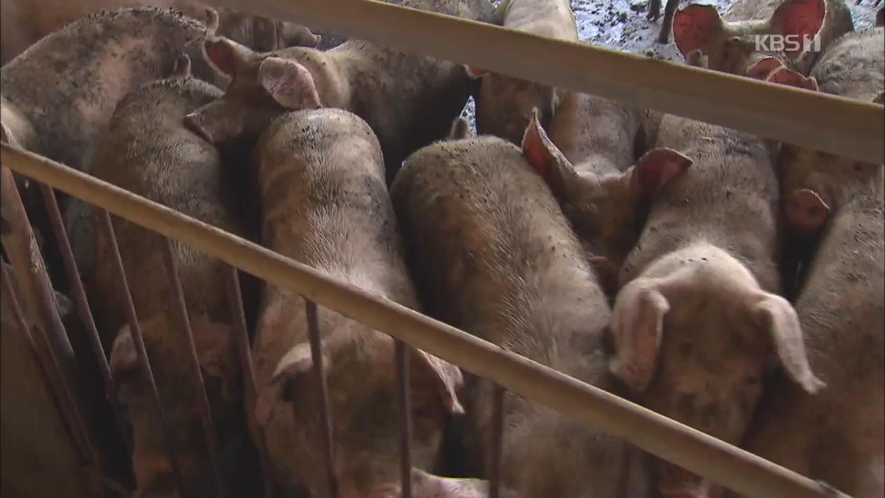 ‘아프리카돼지열병 예방’ 연천 돼지도 모두 처분