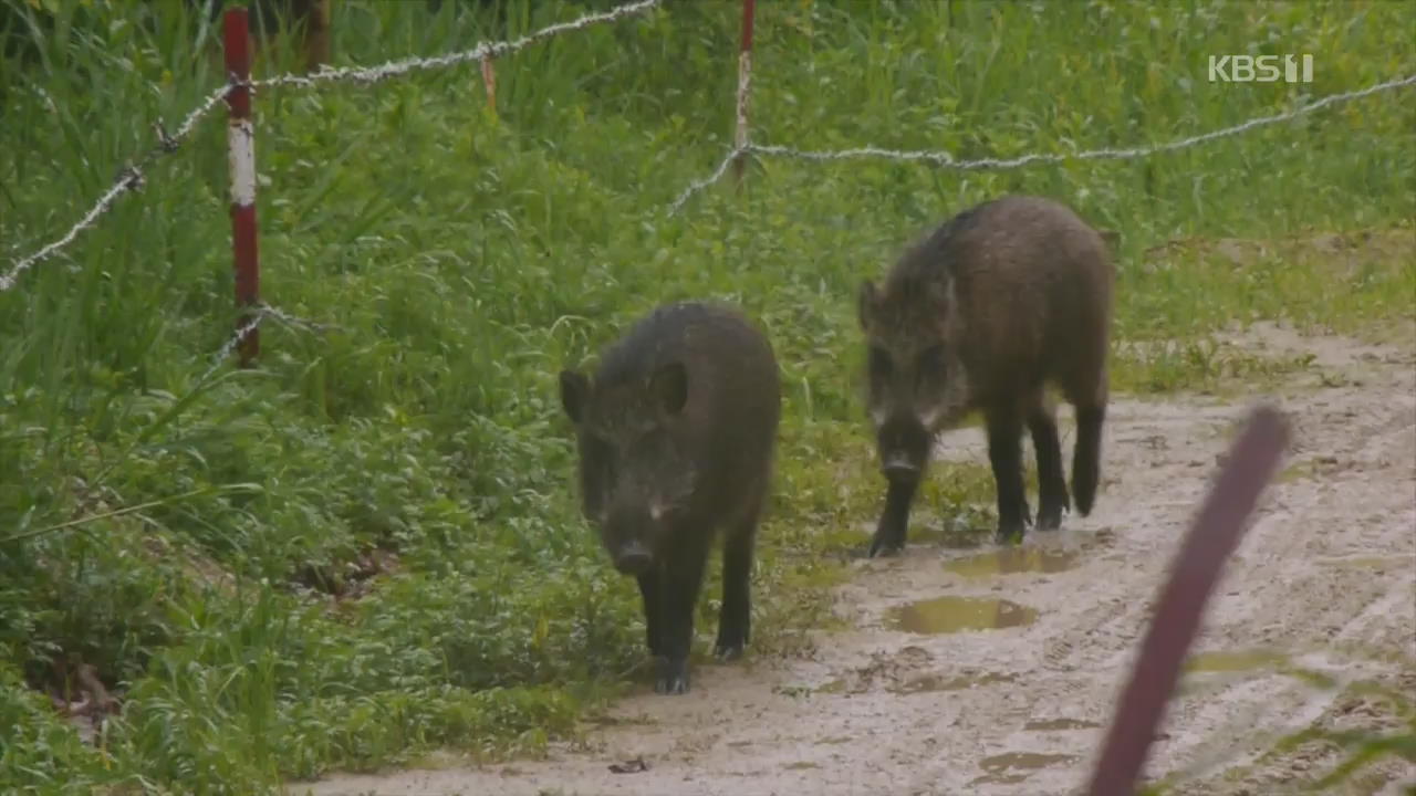 철원·연천 멧돼지에서 아프리카돼지열병 바이러스 검출