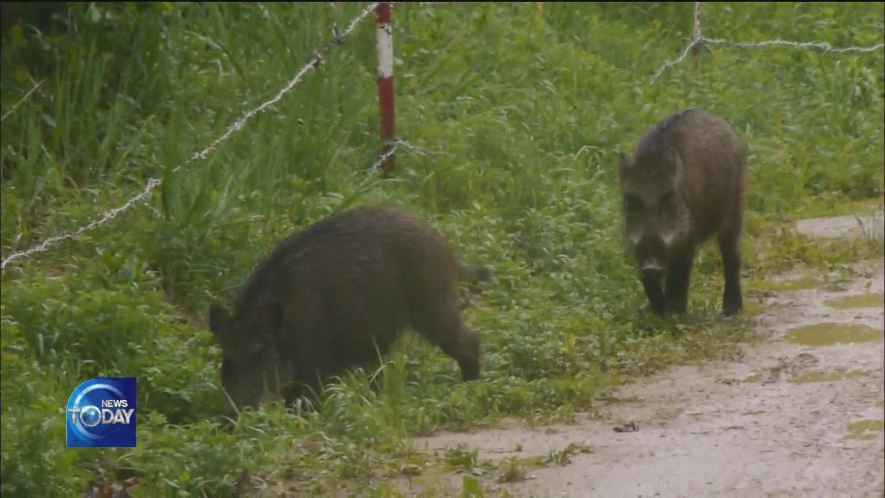 ASF SPREADS IN WILD BOARS