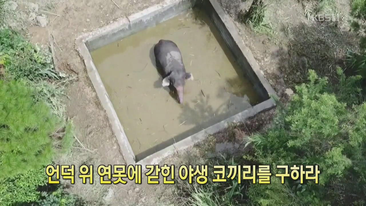 [클릭@지구촌] 언덕 위 연못에 갇힌 야생 코끼리를 구하라