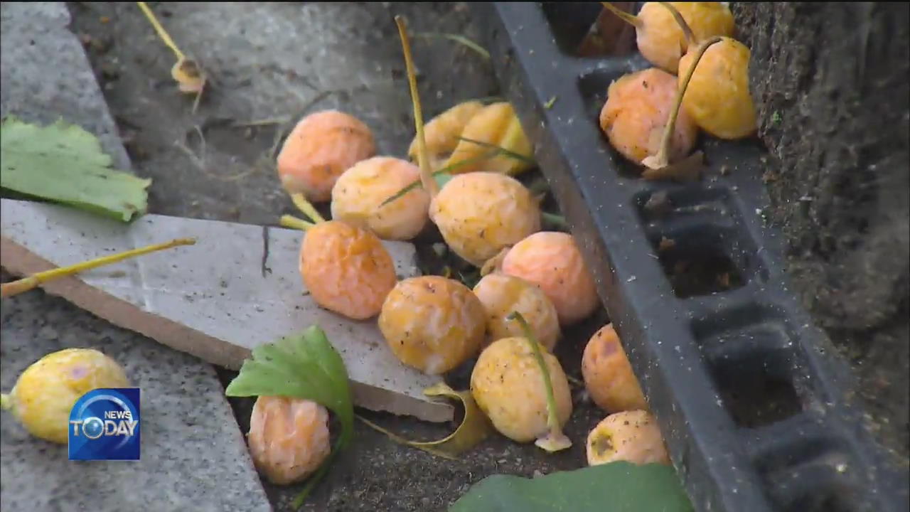 GINKGO TREES BEING PULLED OUT