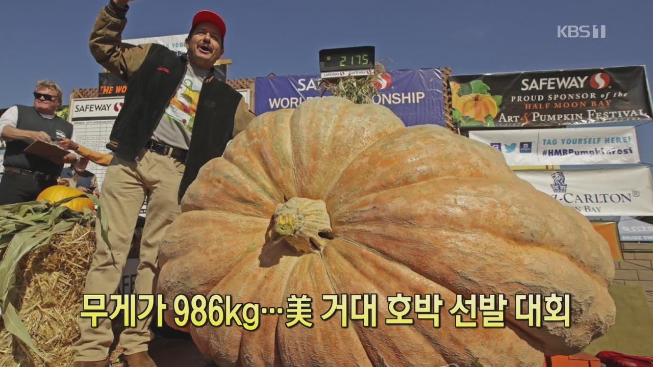 [클릭@지구촌] 무게가 986kg…美 거대 호박 선발대회