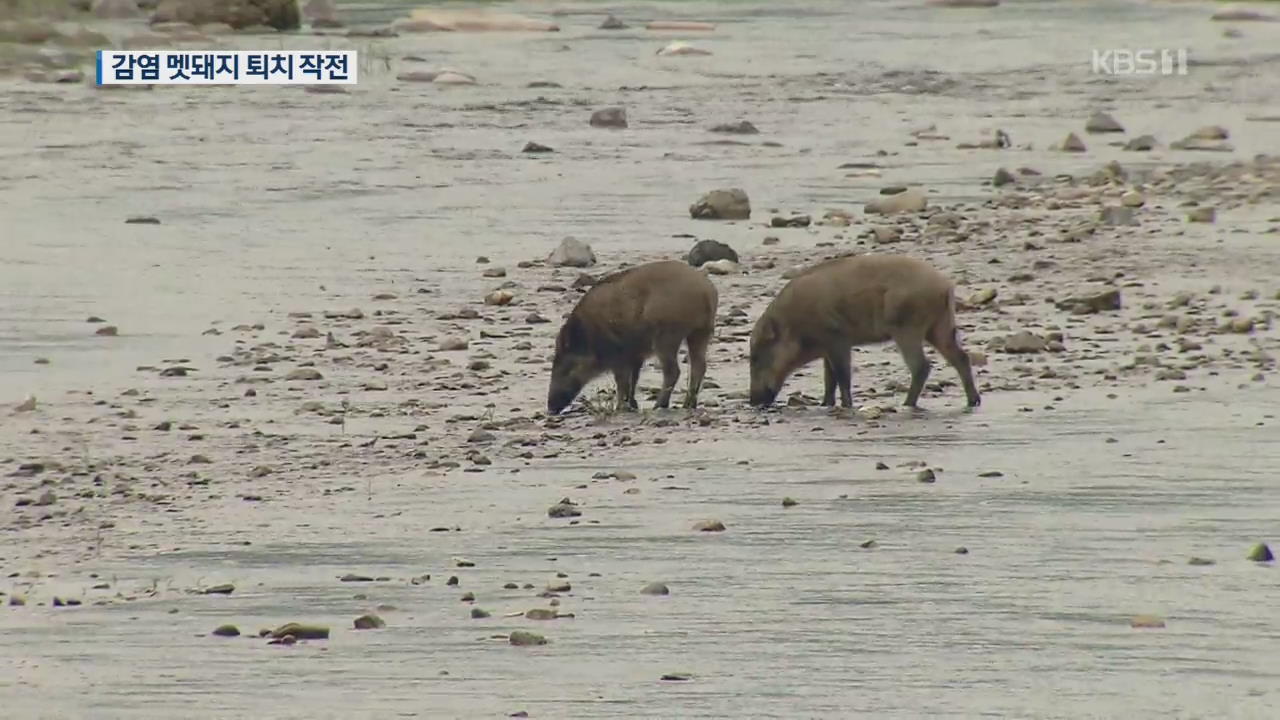 민통선 남쪽 야생 멧돼지 ASF 첫 감염…퇴치 작전 시작